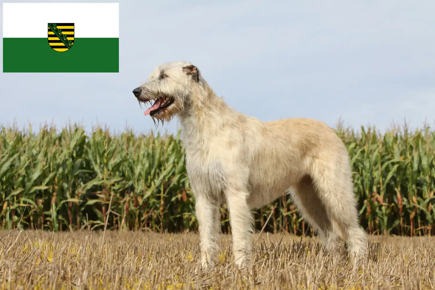 Irish Wolfhound puppies and breeders Saxony Here you will find Irish Wolfhound breeders in Saxony.