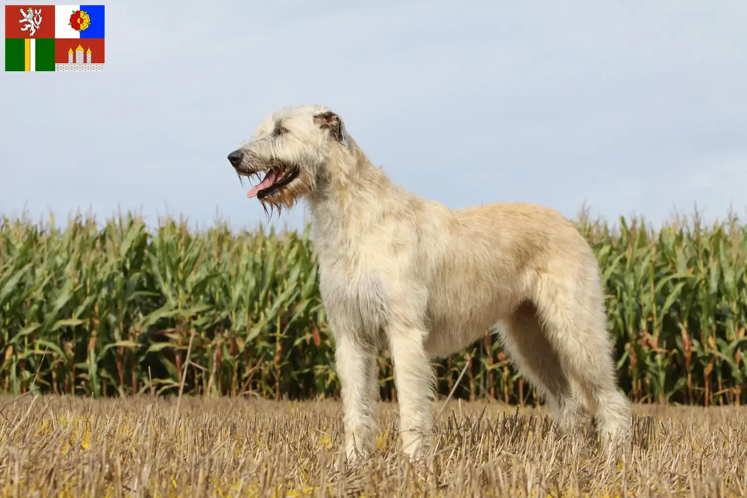 Irish Wolfhound puppies and breeders South Bohemia Here you can find Irish Wolfhound breeders in South Bohemia.