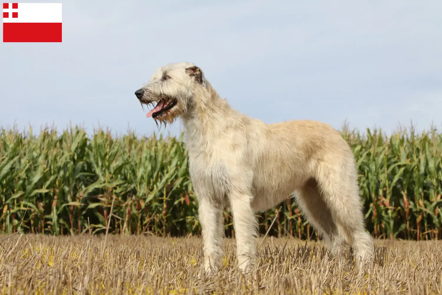 Irish Wolfhound puppies and breeders Utrecht Find Irish Wolfhounds breeders in Utrecht.