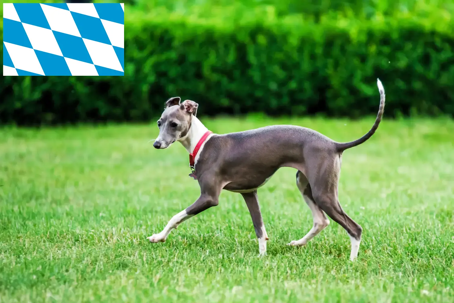 Italian wind chime puppies and breeder Bavaria Here you can find Italian wind chimes breeders in Bavaria.