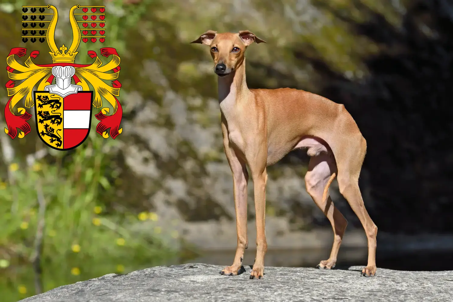 Italian wind chime puppies and breeder Carinthia Here you can find Italian wind chimes breeders in Carinthia.