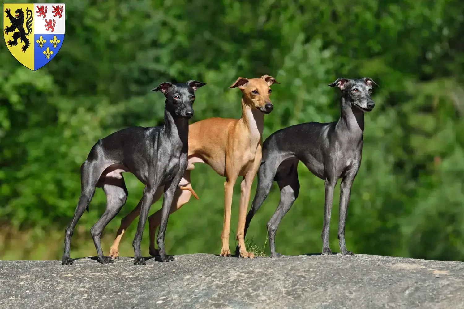 Read more about the article Italian wind chime breeders and puppies in Hauts-de-France