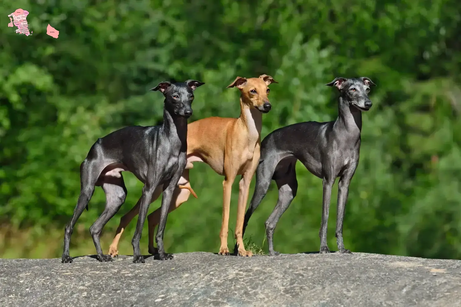 Italian wind chime puppies and breeder Hovedstaden Here you can find Italian wind chimes breeders in Hovedstaden.