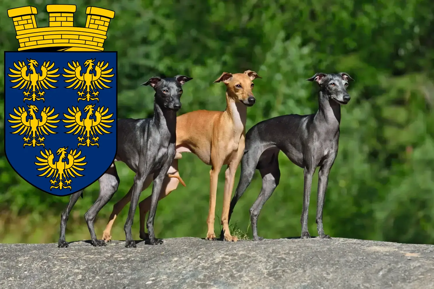 Italian wind chime puppies and breeder Lower Austria Here you can find Italian wind chimes breeders in Lower Austria.