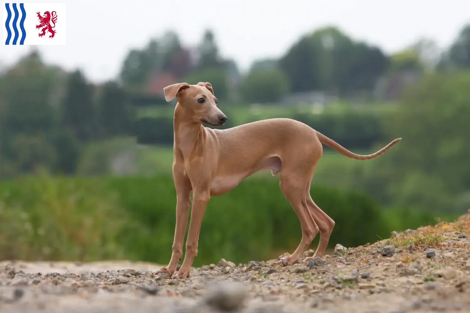 Italian wind chime puppies and breeder Nouvelle-Aquitaine Here you can find Italian wind chimes breeders in Nouvelle-Aquitaine.