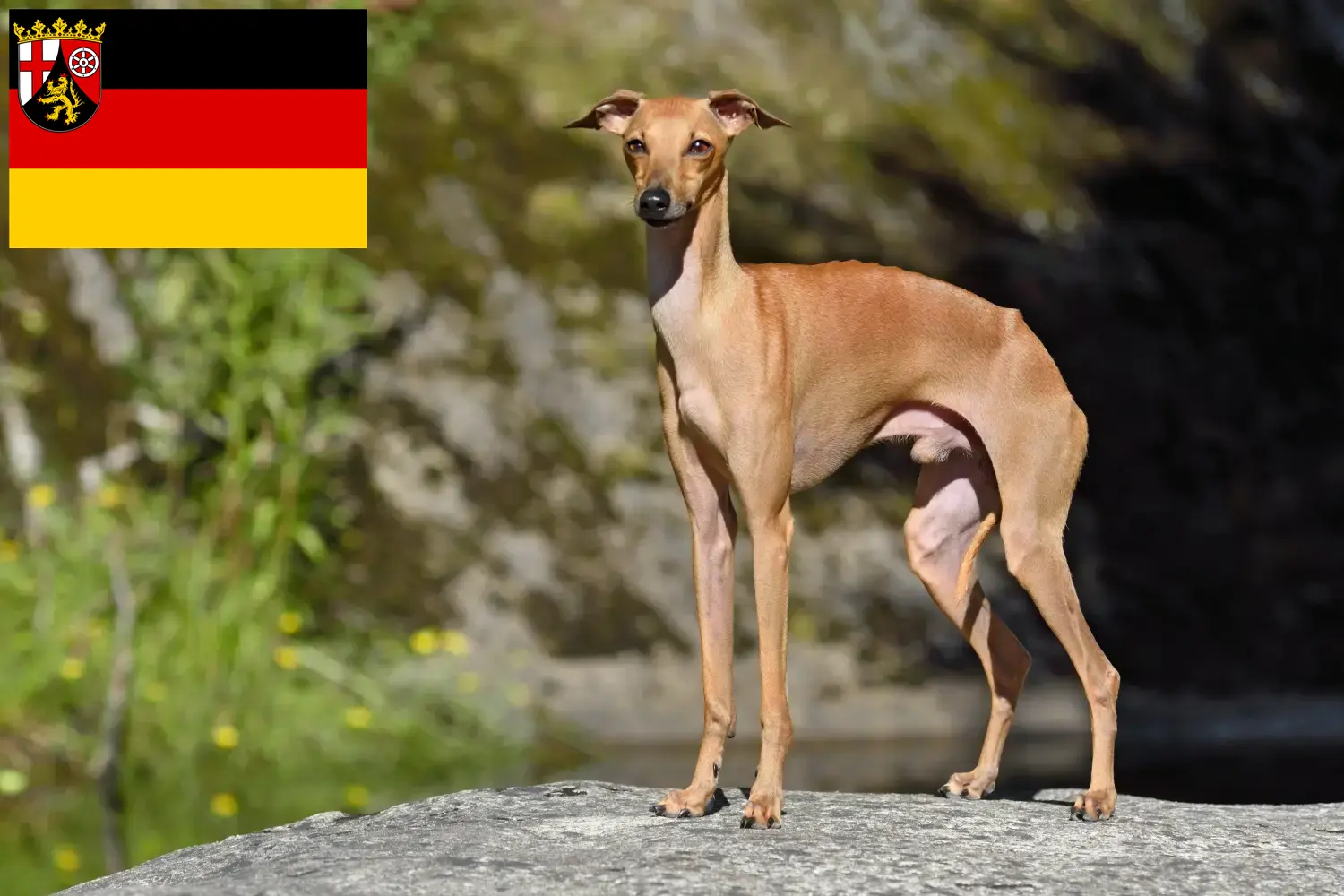Italian wind chime puppies and breeders Rhineland-Palatinate Here you can find Italian wind chimes breeders in Rhineland-Palatinate.