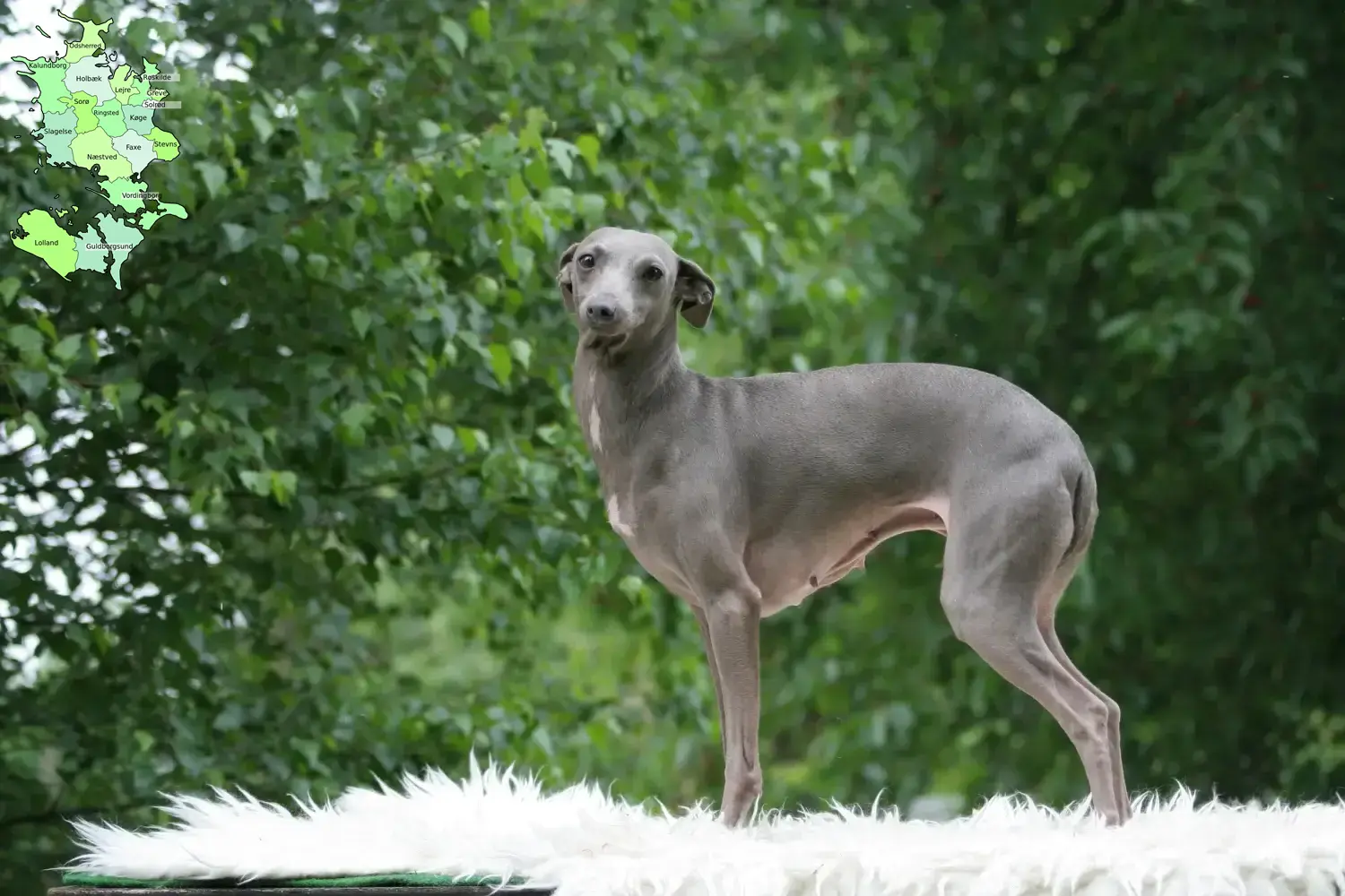 Italian wind chime puppies and breeder Sjælland Here you can find Italian wind chimes breeders in Sjælland.