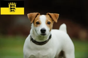 Read more about the article Jack Russell breeders and puppies in Baden-Württemberg