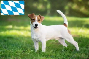 Read more about the article Jack Russell breeders and puppies in Bavaria