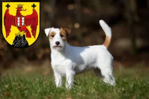 Read more about the article Jack Russell breeders and puppies in Burgenland