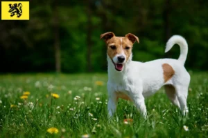 Read more about the article Jack Russell breeders and puppies in Flanders