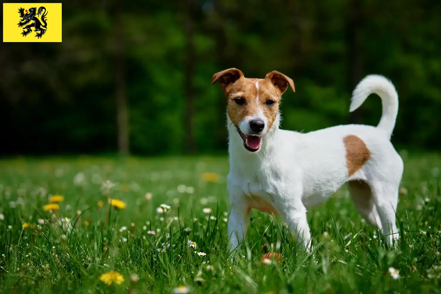 Jack Russell puppies and breeders Flanders Find Jack Russell breeders in Flanders here.