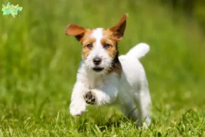 Read more about the article Jack Russell breeders and puppies in Midtjylland