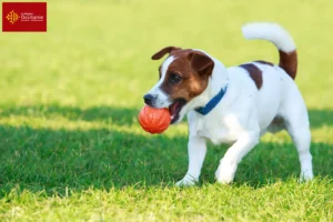Read more about the article Jack Russell breeders and puppies in Occitania