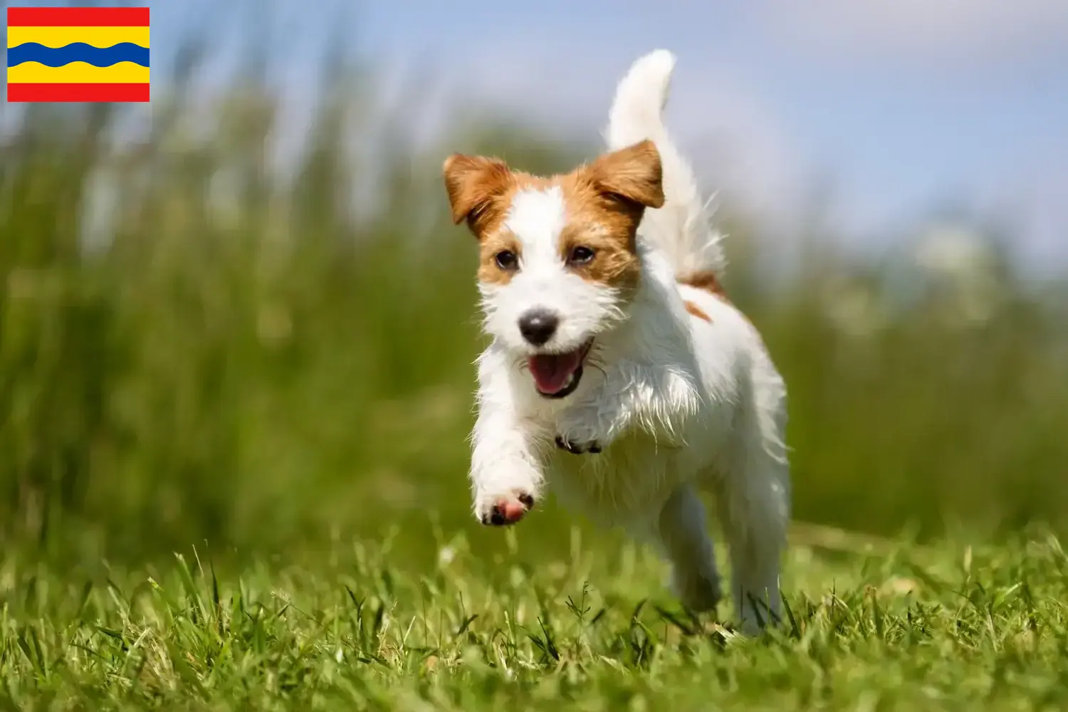 Jack Russell puppies and breeders Overijssel Find Jack Russell breeders in Overijssel here.