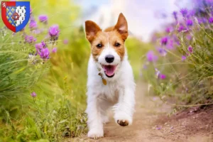 Read more about the article Jack Russell breeders and puppies in Pays de la Loire