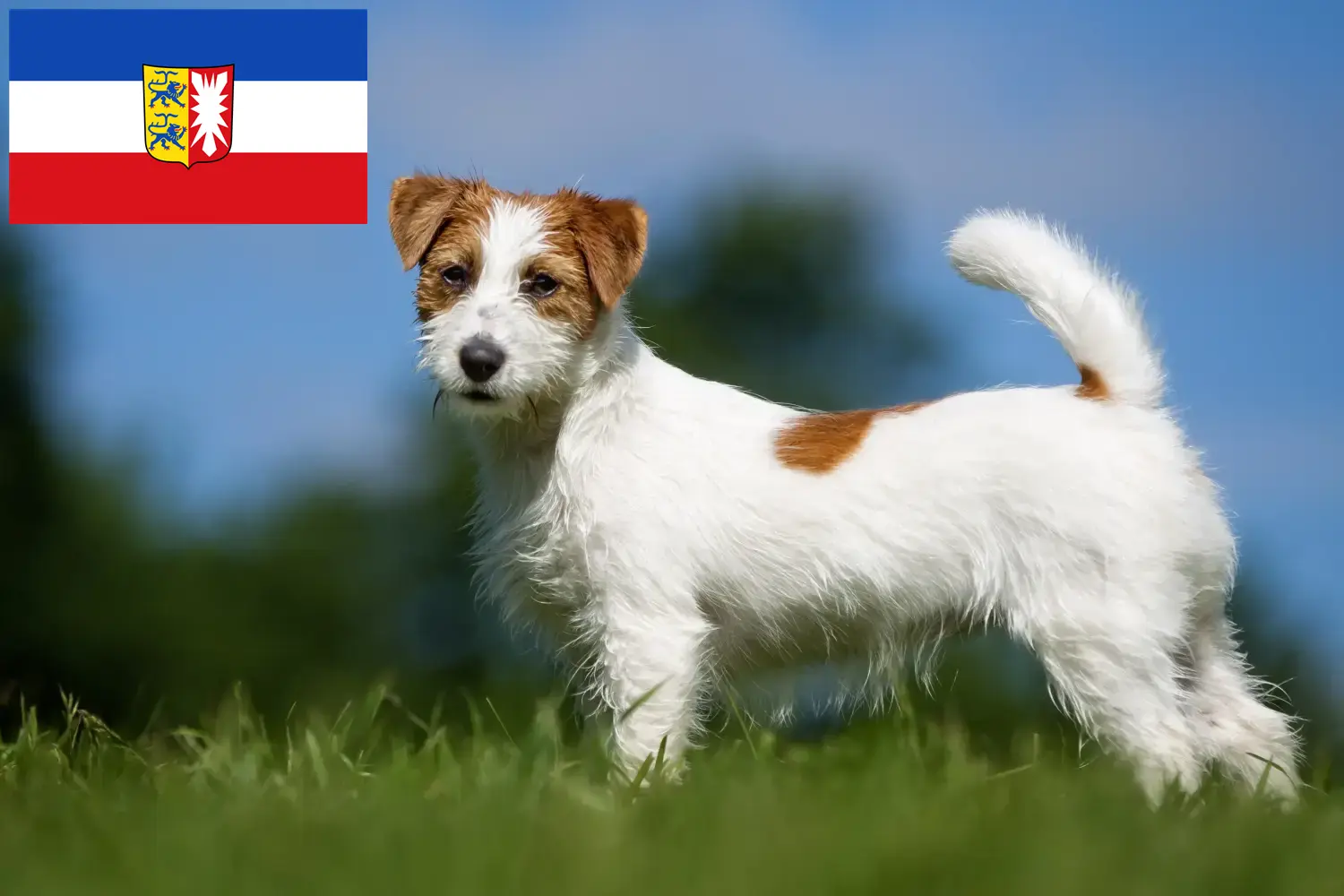 Jack Russell puppies and breeders Schleswig-Holstein Here you can find Jack Russell breeders in Schleswig-Holstein.