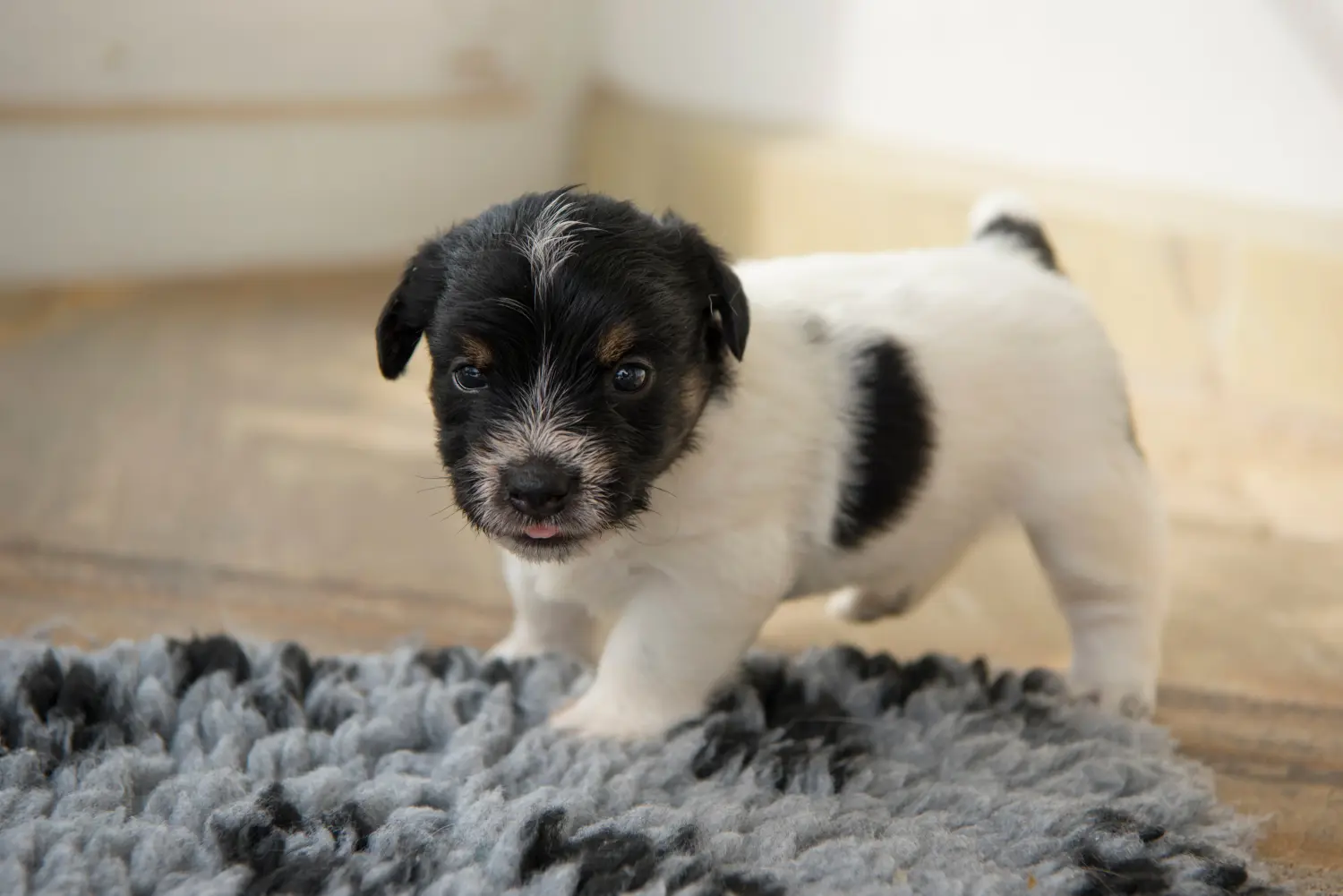 Buying a Jack Russell puppy means taking responsibility! Buy Jack Russell puppies.