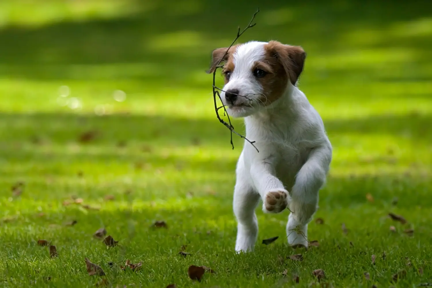 Buying a Jack Russell puppy means taking responsibility! Buy Jack Russell puppies.