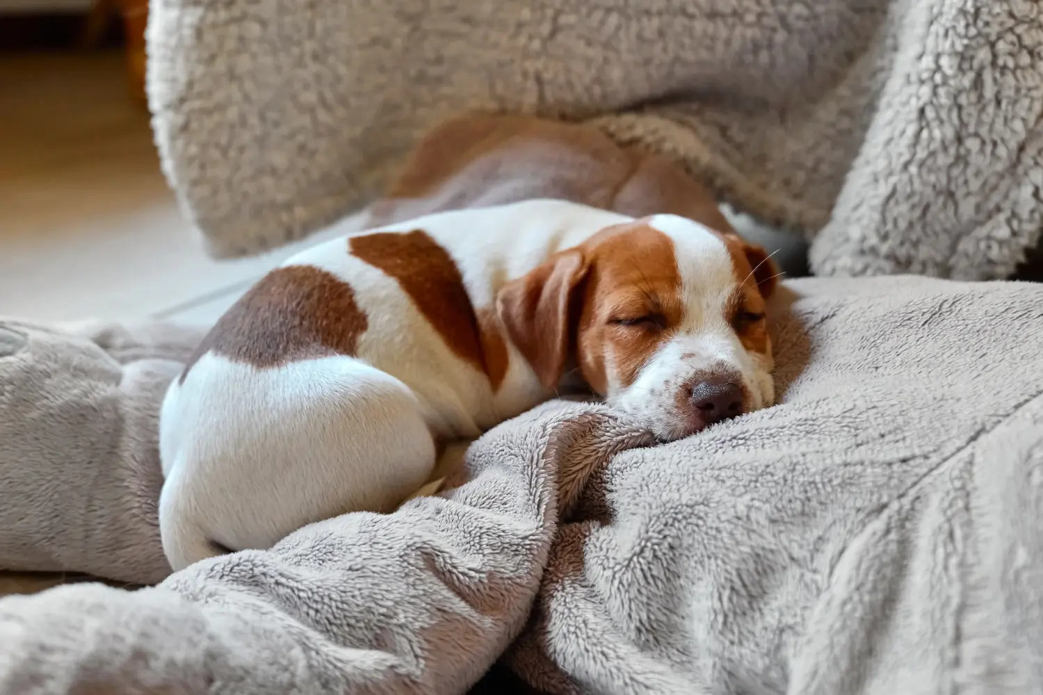 Buying a Jack Russell puppy means taking responsibility! Buy Jack Russell puppies.