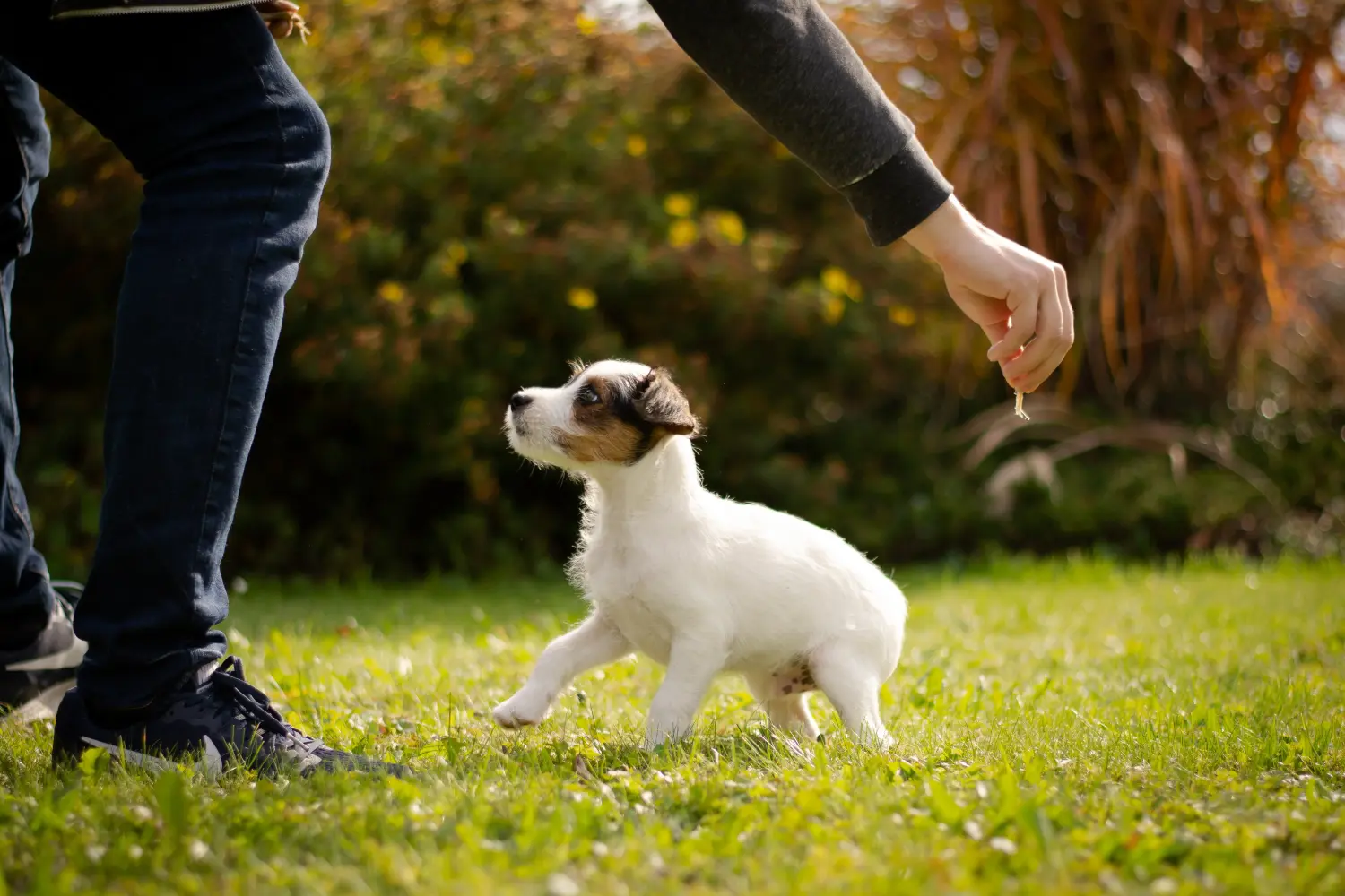 Buying a Jack Russell puppy means taking responsibility! Buy Jack Russell puppies.
