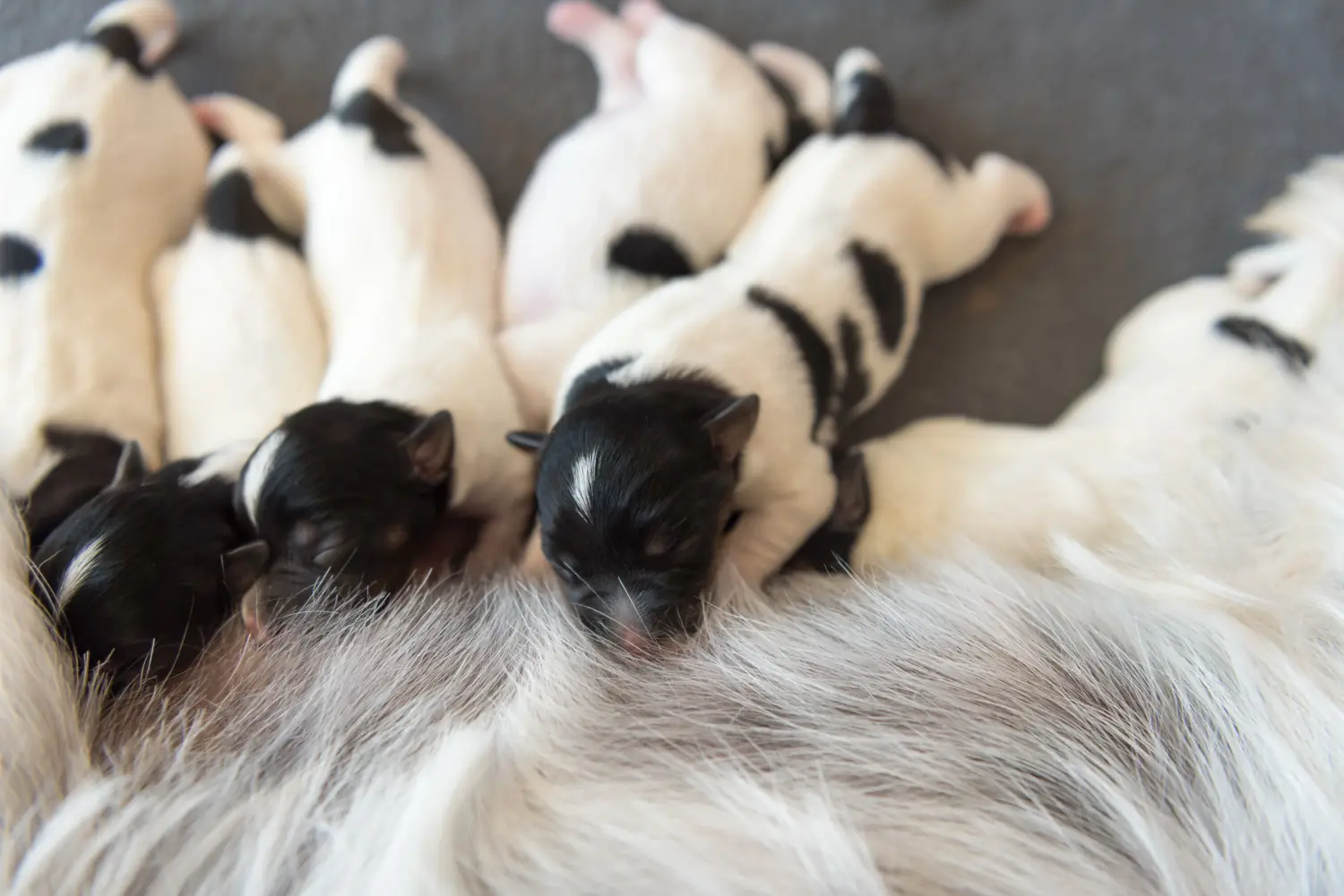 Buying a Jack Russell puppy means taking responsibility! Buy Jack Russell puppies.