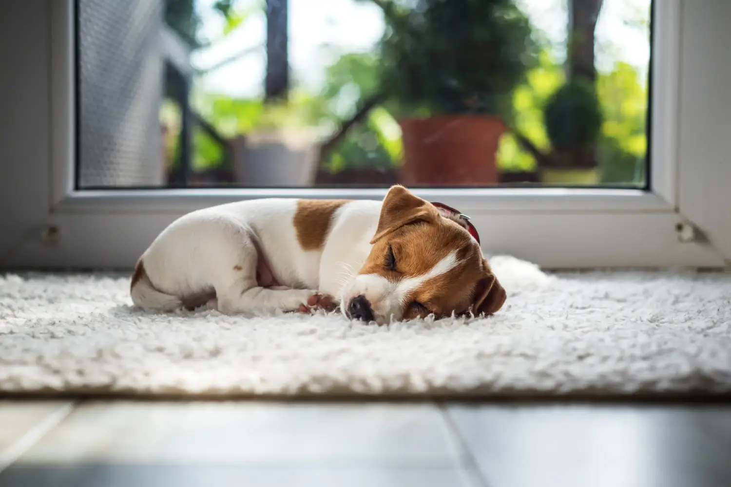 Buying a Jack Russell puppy means taking responsibility! Buy Jack Russell puppies.