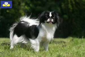 Read more about the article Japan Chin breeders and puppies in Brussels-Capital Region