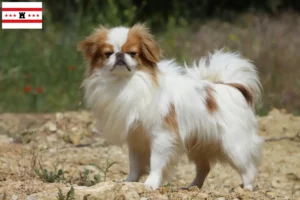 Read more about the article Japan Chin breeders and puppies in Drenthe