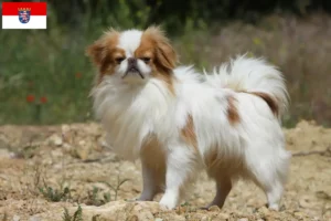 Read more about the article Japan Chin breeders and puppies in Hessen