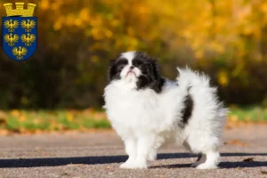 Read more about the article Japan Chin breeders and puppies in Lower Austria