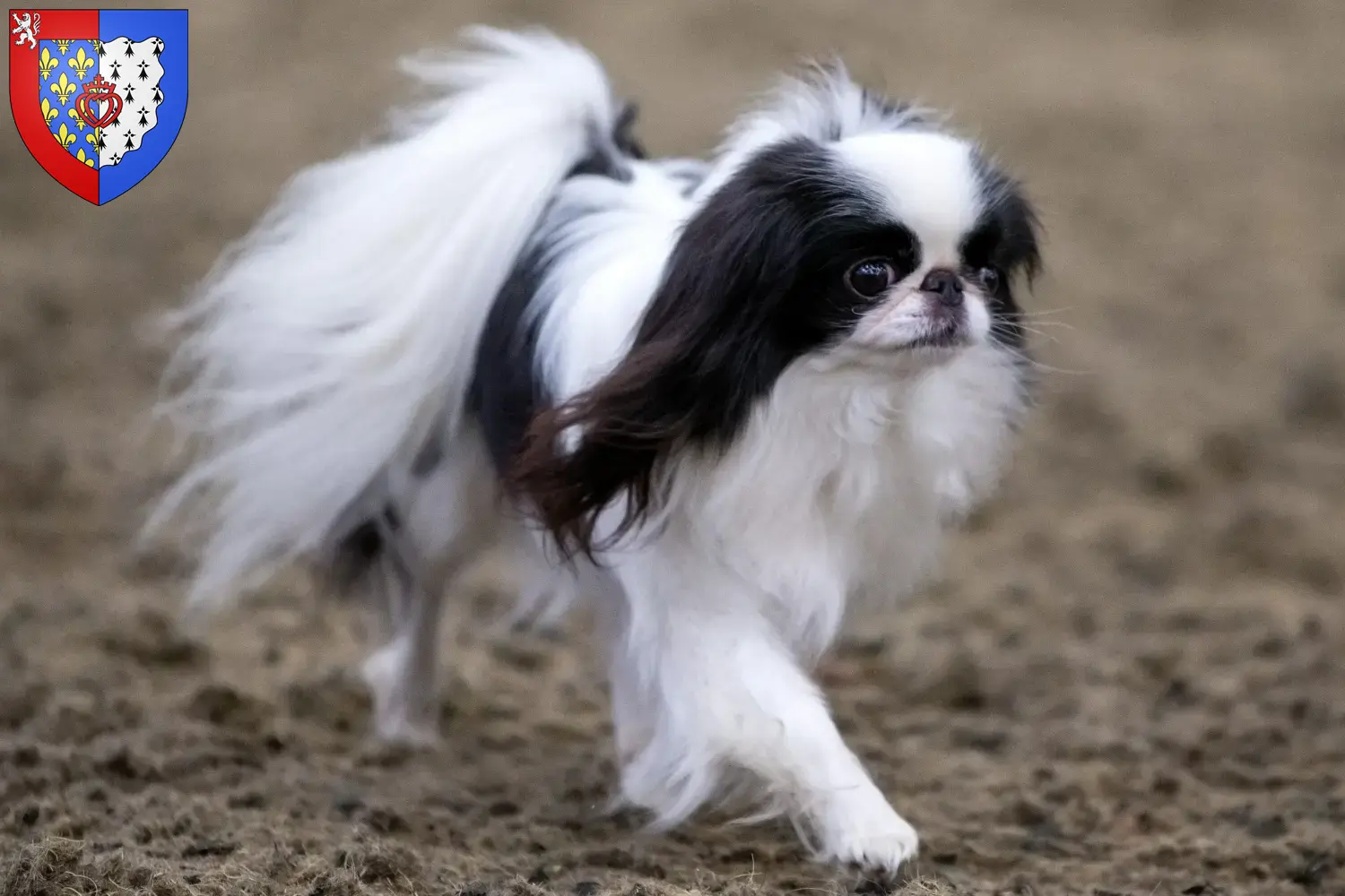 Japan Chin puppies and breeders Pays de la Loire Find here Japan Chin breeders in Pays de la Loire.
