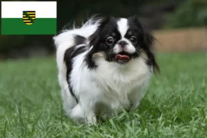 Read more about the article Japan Chin breeders and puppies in Saxony