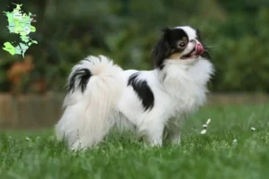 Read more about the article Japan Chin breeders and puppies in Sjælland