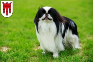 Read more about the article Japan Chin breeders and puppies in Vorarlberg