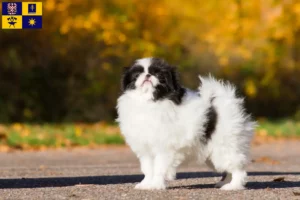 Read more about the article Japan Chin breeders and puppies in Zlín