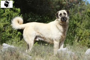 Read more about the article Kangal breeders and puppies in Corsica