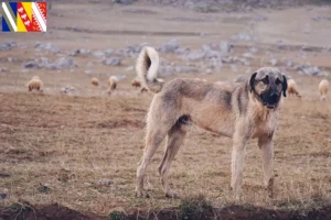 Read more about the article Kangal breeders and puppies in Grand Est