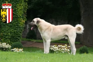 Read more about the article Kangal breeders and puppies in Upper Austria