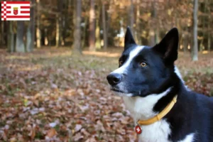 Read more about the article Karelian Bear Dog breeder and puppies in Bremen