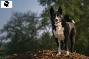 Read more about the article Karelian Bear Dog breeders and puppies in Corsica
