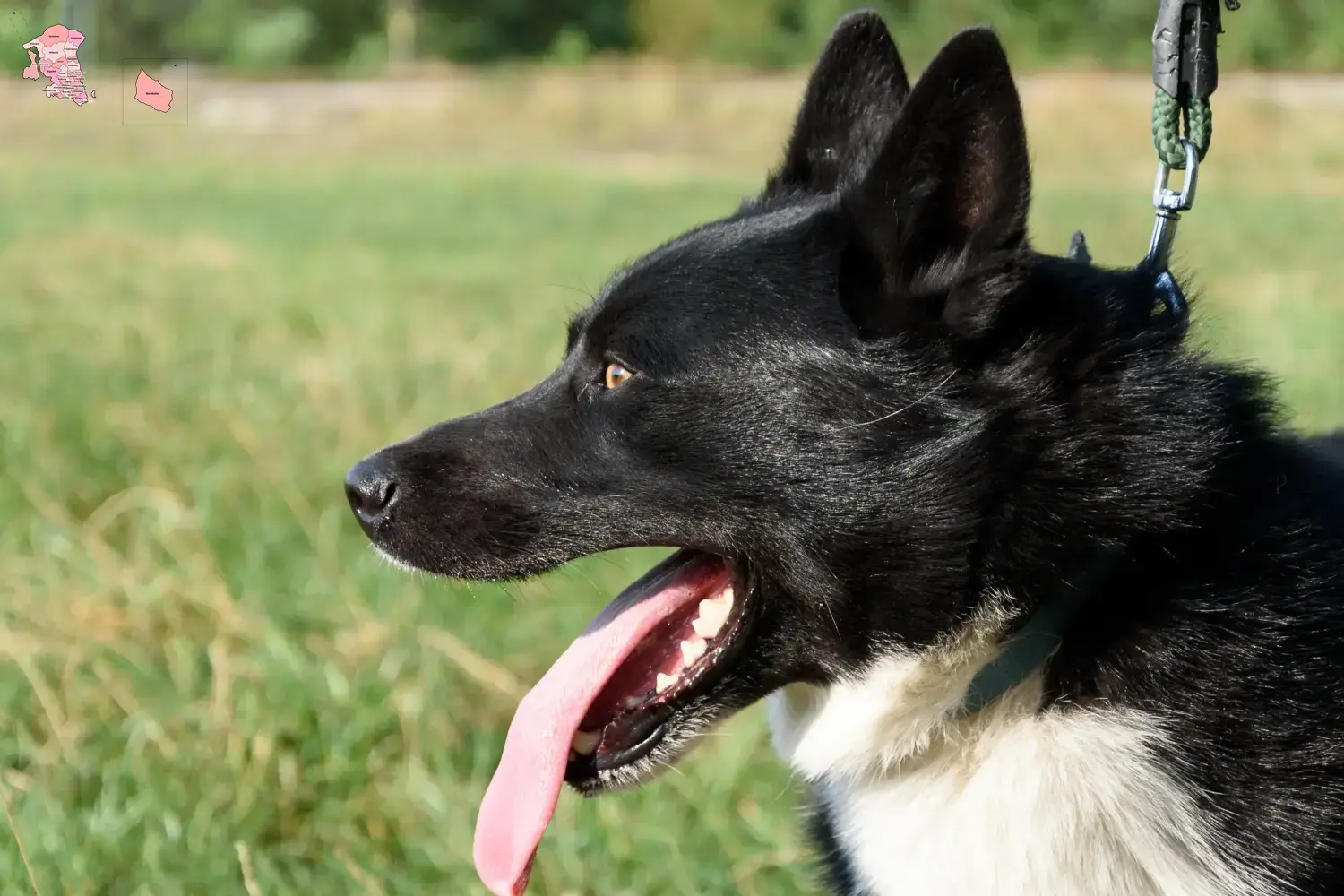 Karelian Bear Dog puppies and breeder Hovedstaden Find Karelian Bear Dog breeders in Hovedstaden here.