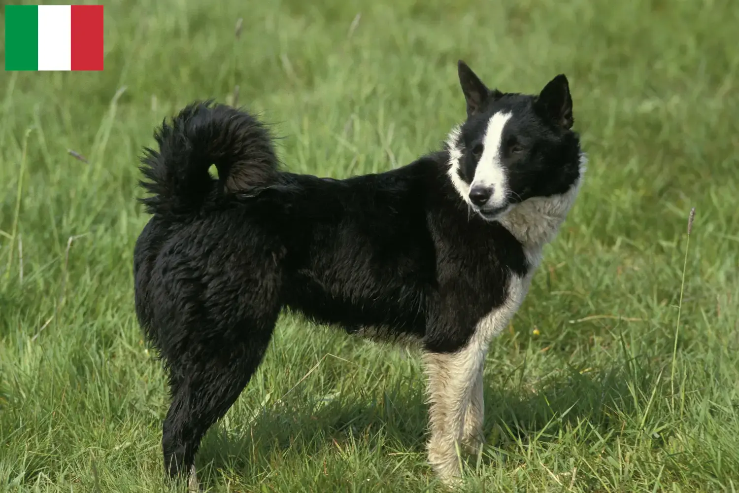 Karelian Bear Dog puppies and breeders Italy Here you can find Karelian Bear Dog breeders in Italy.