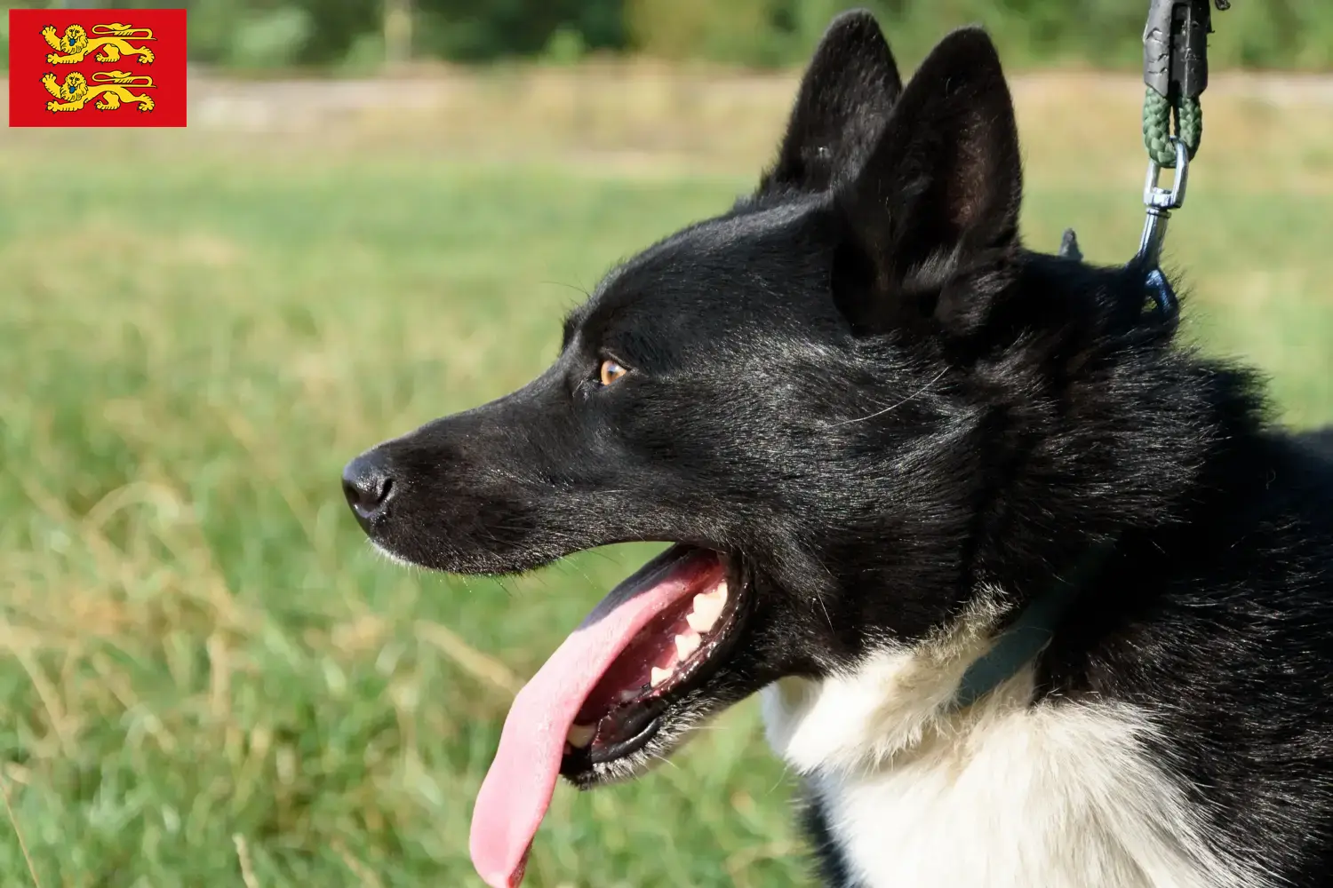 Karelian Bear Dog puppies and breeder Normandy Here you can find Karelian Bear Dog breeders in Normandy.