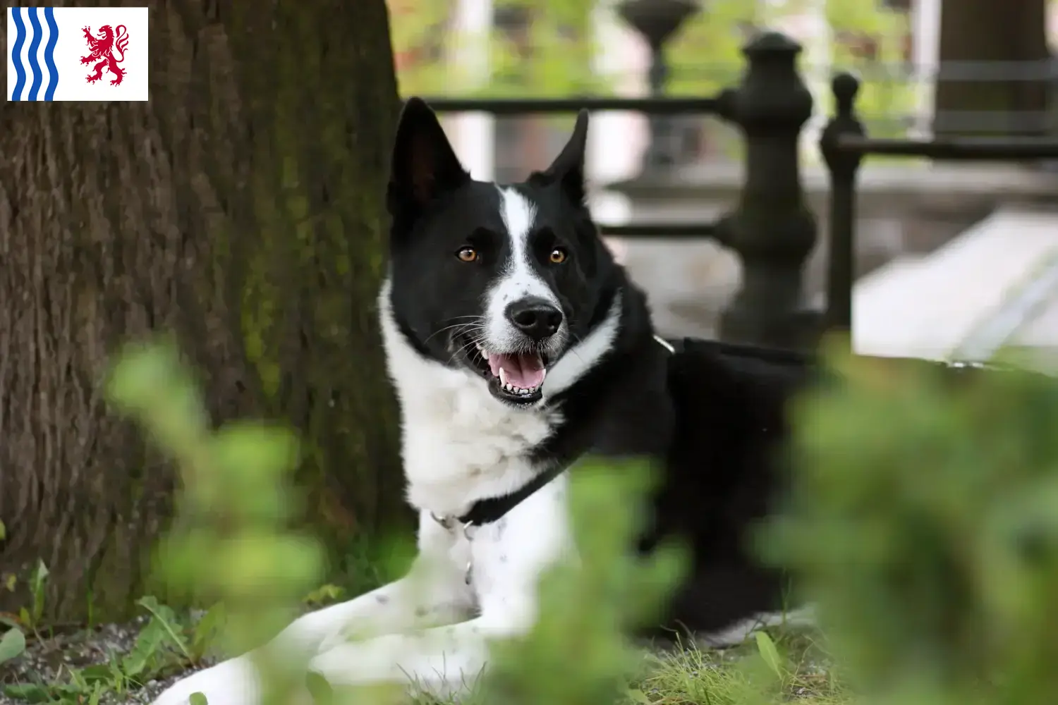 Karelian Bearhound puppies and breeder Nouvelle-Aquitaine Find Karelian Bear Dog breeders in Nouvelle-Aquitaine.