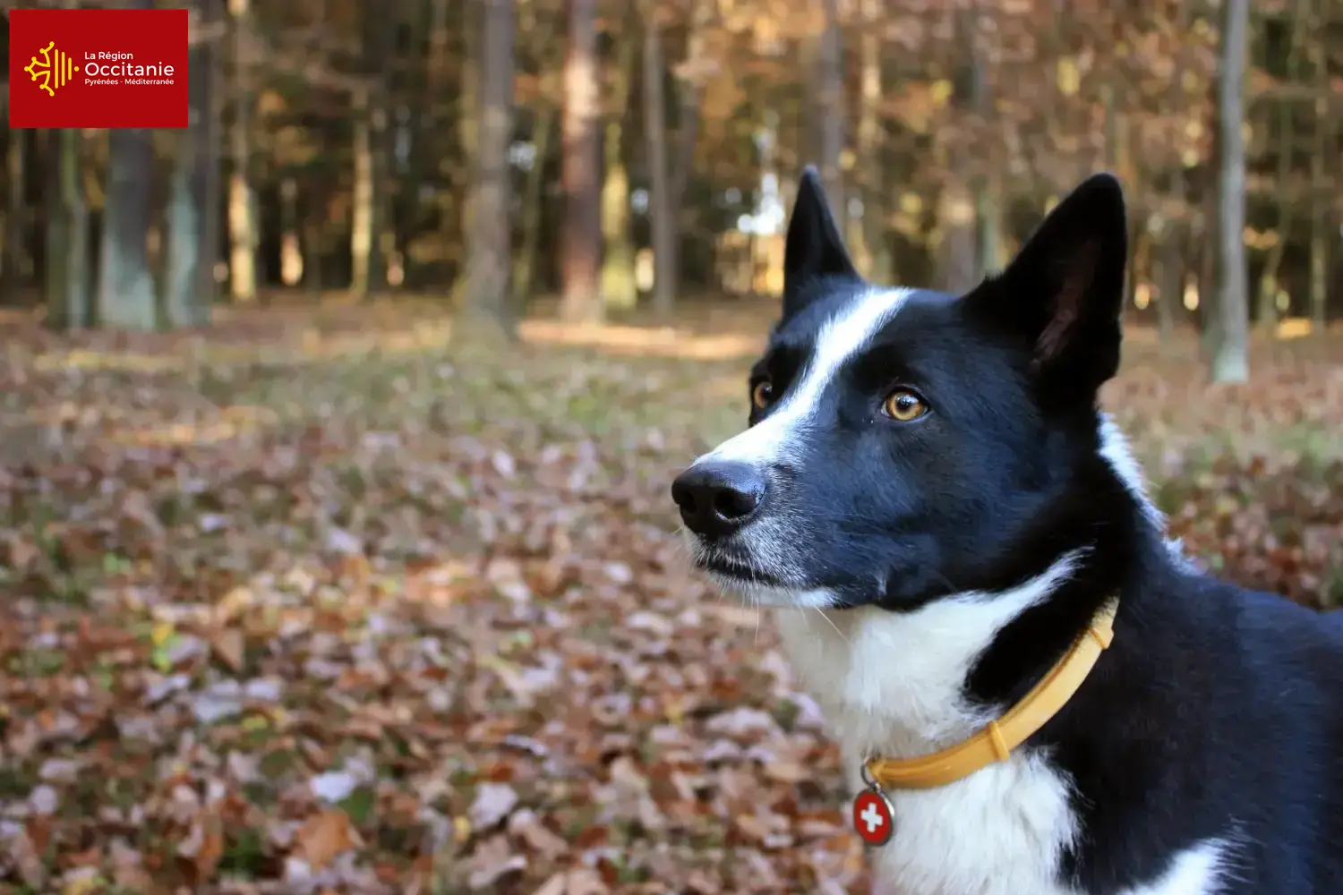 Karelian Bear Dog puppies and breeders Occitania Here you can find Karelian Bear Dog breeders in Occitania.