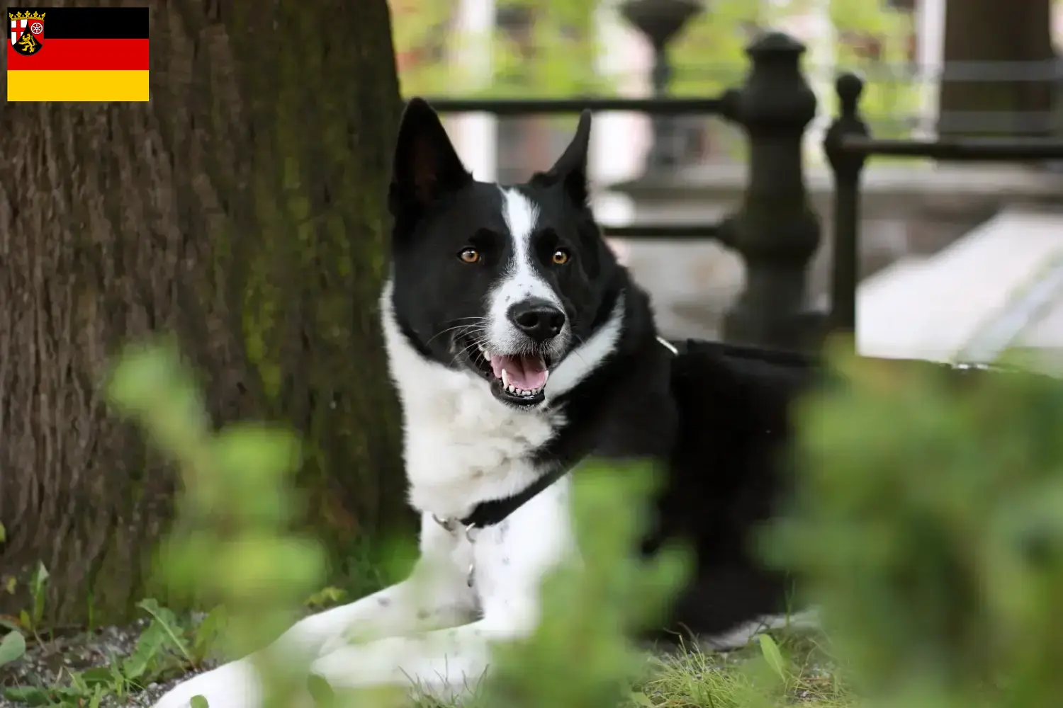 Read more about the article Karelian Bear Dog breeders and puppies in Rhineland-Palatinate