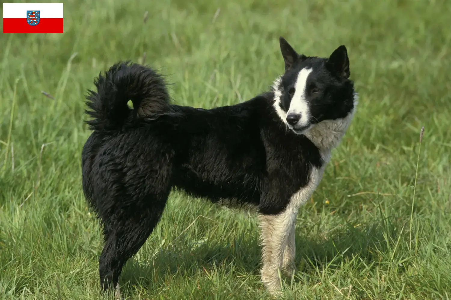 Karelian Beardog puppies and breeders Thuringia Here you can find Karelian Bear Dog breeders in Thuringia.