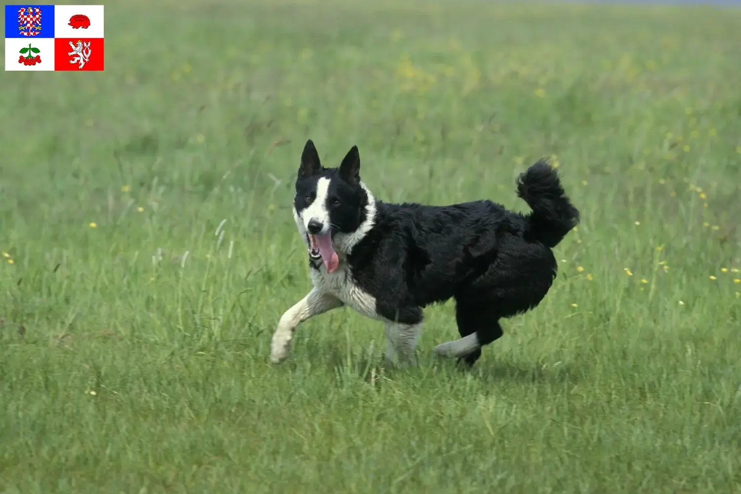 Karelian Bear Dog puppies and breeder Vysočina Find Karelian Bear Dog breeders in Vysočina here.