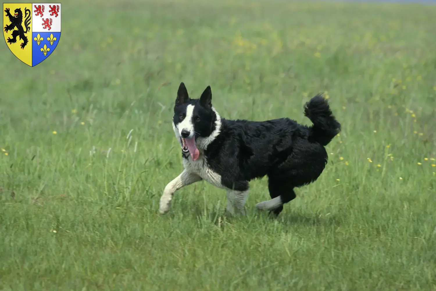 Karelian Bear Dog puppies and breeders Hauts-de-France Find Karelian Bear Dog breeders in Hauts-de-France.